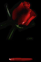 l'amour d'une rose